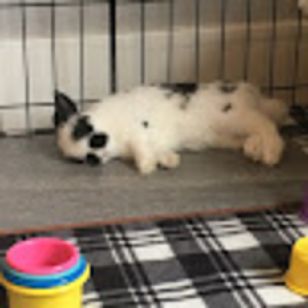Meet your Posher, Della